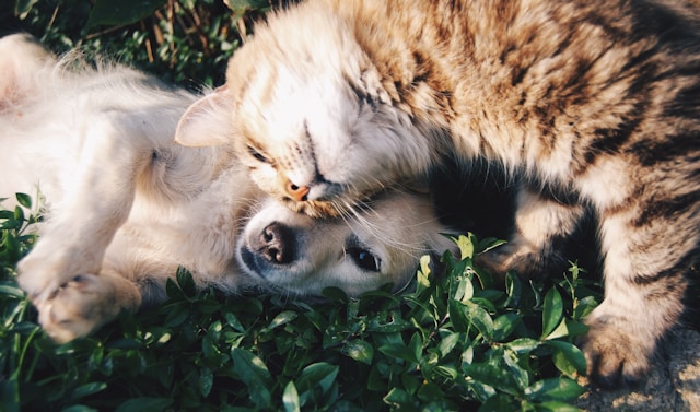 How Having a Pet Can Improve Your Health: A Scientifically Proven Bond